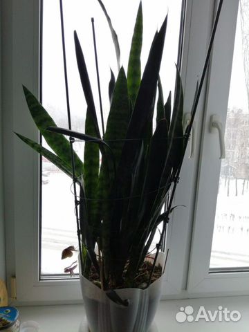 Сансевиерия