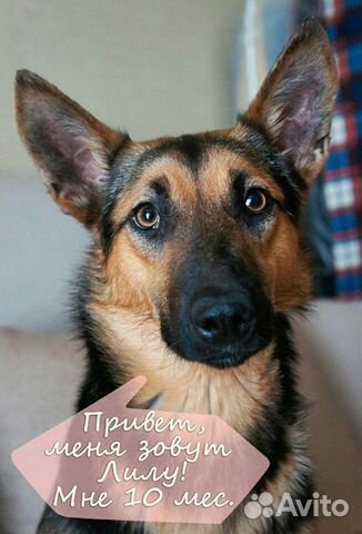 Собака Лилу 10 мес. в добрые руки купить на Зозу.ру - фотография № 1