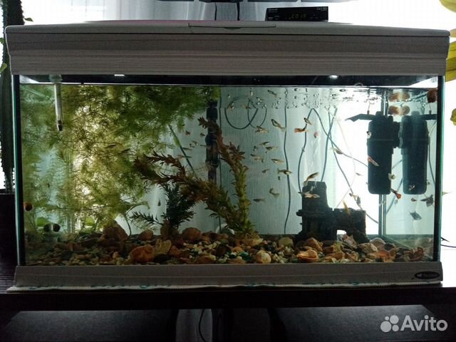 Аквариум Кайман140л, с рыбками, фильтр воды, компр купить на Зозу.ру - фотография № 3
