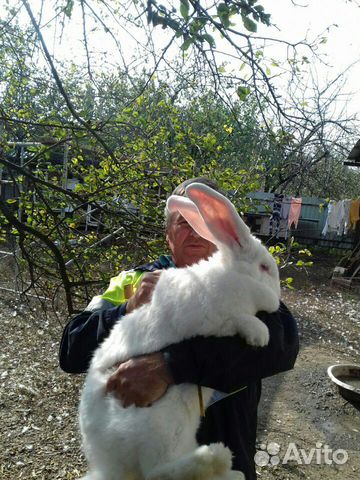 Продаются кролики от европроизводителей купить на Зозу.ру - фотография № 6