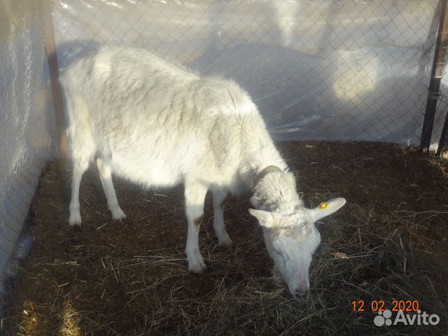 Семья коз купить на Зозу.ру - фотография № 4