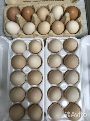 Инкубационное яйцо купить на Зозу.ру - фотография № 7