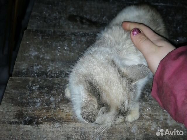 Кот сеамский добрый ласковый зовут барсик купить на Зозу.ру - фотография № 2