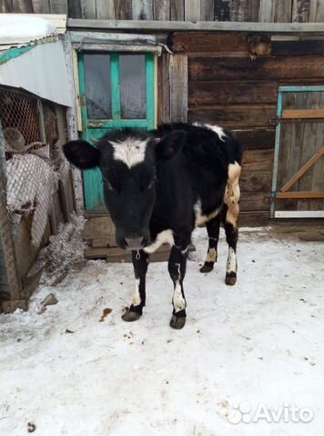 Продам годовалую телку от молочной коровы купить на Зозу.ру - фотография № 1
