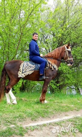 Рабочая лошадь купить на Зозу.ру - фотография № 4