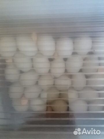Инкубационное яйцо франция тяжелая линия купить на Зозу.ру - фотография № 1