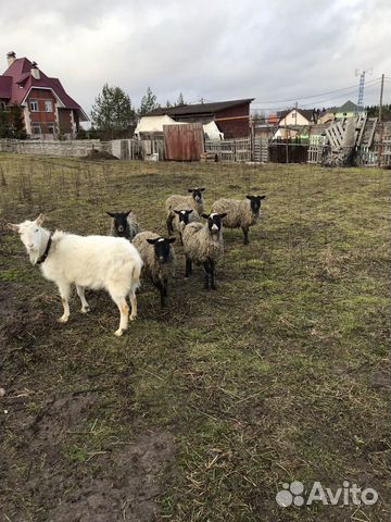 Овцы(6 баранов и коза) купить на Зозу.ру - фотография № 1