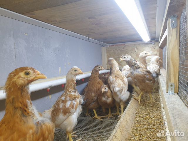 Цыплята 1,5 мес от домашних курочек купить на Зозу.ру - фотография № 1