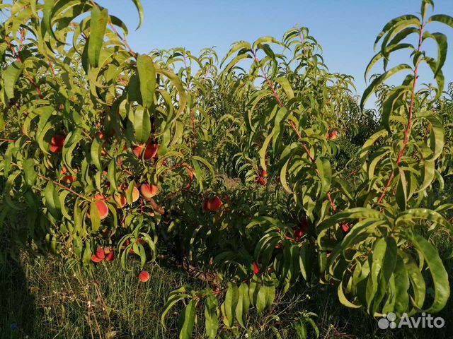 Молодой плодоносящий персиковый сад 5 га в Крыму