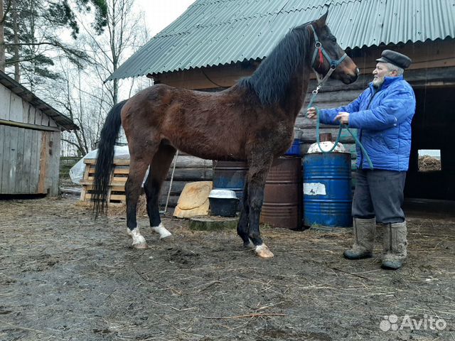 Лошадь мерин обмен купить на Зозу.ру - фотография № 1