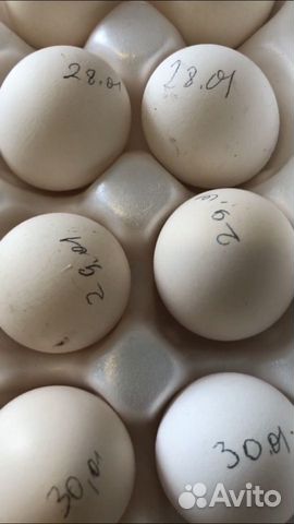 Инкубационное Яйцо павловских золотистых кур купить на Зозу.ру - фотография № 1