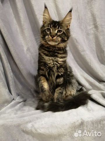 Котик мейн кун