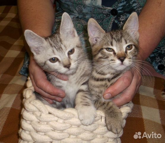Воспитанные котята от кошки-мышеловки купить на Зозу.ру - фотография № 1