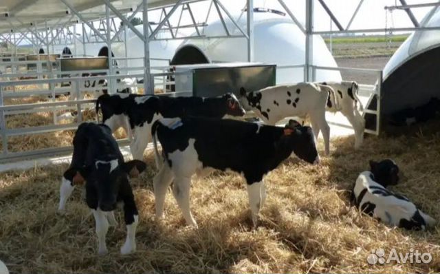 Бычки телята для откорма