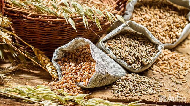 Зерно(ячмень, пшеница) купить на Зозу.ру - фотография № 1