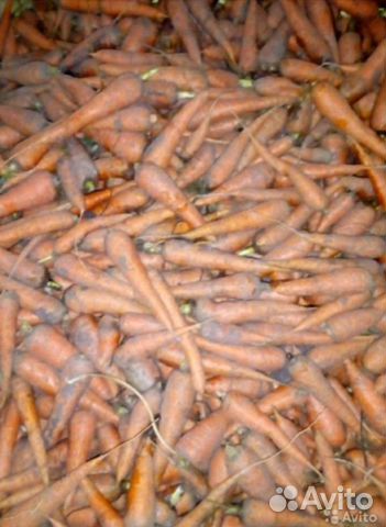 Морковь на корм животным купить на Зозу.ру - фотография № 1