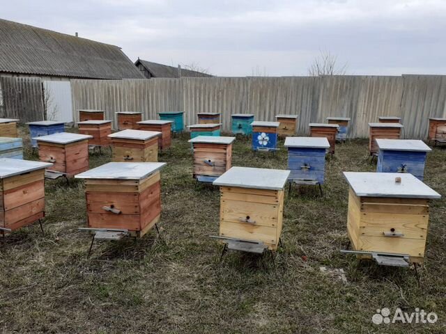 Продажа пчелопакетов от 5 до 50 штук, пчела корпат купить на Зозу.ру - фотография № 1