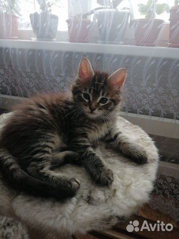 Продам котят мейн-кун купить на Зозу.ру - фотография № 4
