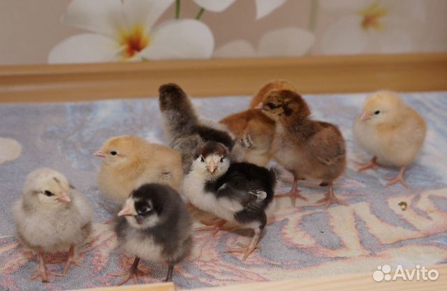 Продам цыплят домашних кур купить на Зозу.ру - фотография № 1
