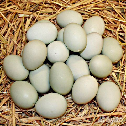 Яйцо для инкубации:гусиные, куриные, утиные, индюш купить на Зозу.ру - фотография № 2