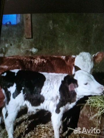 Продам теленка бычка 2 недели купить на Зозу.ру - фотография № 2