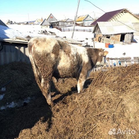 Бычки и корова с теленком купить на Зозу.ру - фотография № 3