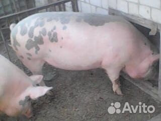Продажа свиней купить на Зозу.ру - фотография № 1