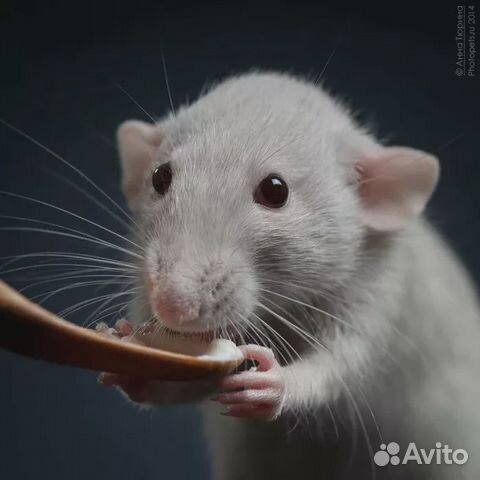 Крыса дамбо купить на Зозу.ру - фотография № 1