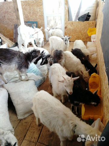 Козлята и козы купить на Зозу.ру - фотография № 1