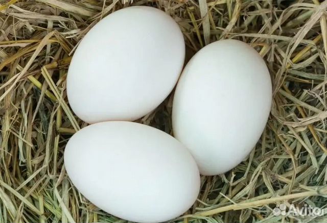 Яйца гусиные, Линда купить на Зозу.ру - фотография № 2