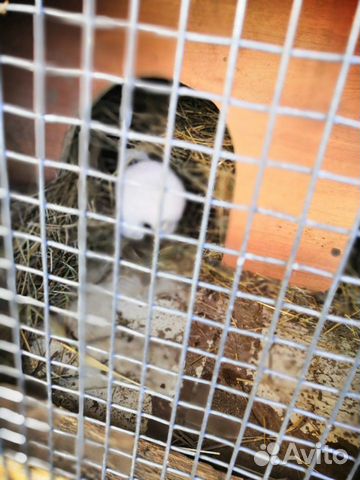 Кролики (великаны, калифорнийские) купить на Зозу.ру - фотография № 3