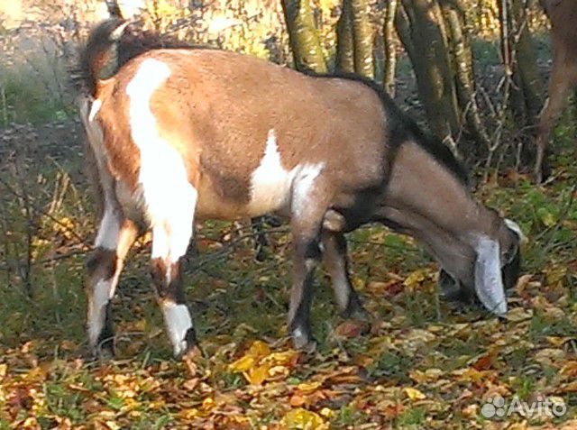 Нубийский козел купить на Зозу.ру - фотография № 6