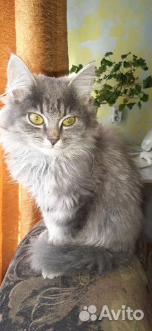 Отдам замечательных котят купить на Зозу.ру - фотография № 1