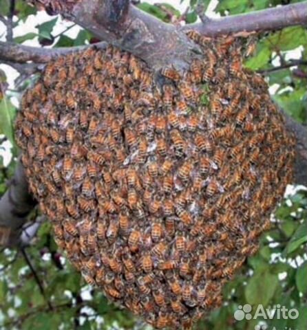 Пчелинные семьи купить на Зозу.ру - фотография № 2
