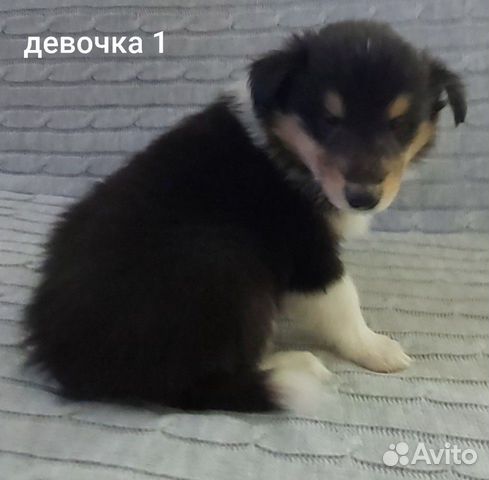 Колли щенки купить на Зозу.ру - фотография № 5