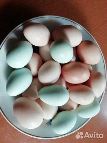 Инкубационное яйцо купить на Зозу.ру - фотография № 5