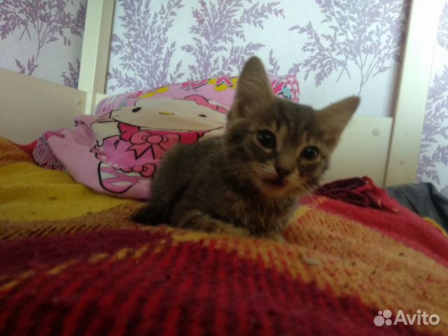 Котёнок, два месяца купить на Зозу.ру - фотография № 2
