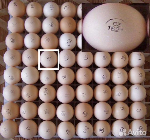Инкубационое яйцо kobb-500 импорт купить на Зозу.ру - фотография № 1