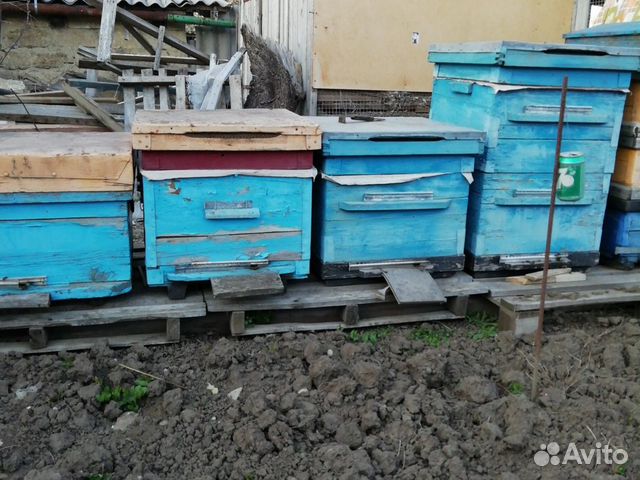 Пчелы, дадан купить на Зозу.ру - фотография № 1