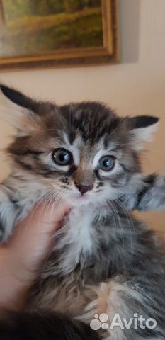 Норвежская лесная девочка котенок 1,5мес Норвежская лесная девочка котенок 1,5мес
