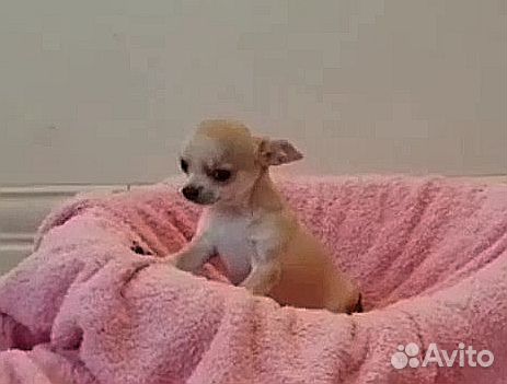 Мальчик Чихуахуа Мальчик Чихуахуа