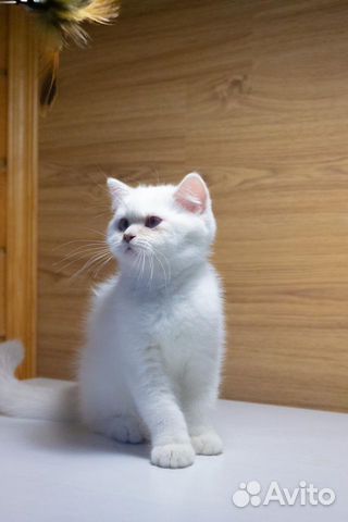 Клубные британцы Клубные британцы