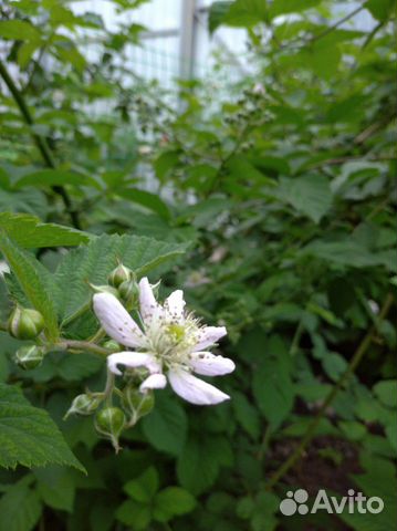 Ежевика, ежемалина