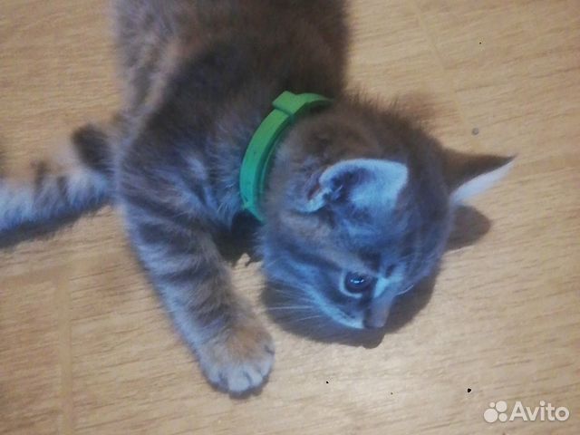 Кошка