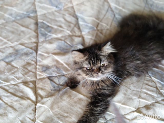 Хорошенькие котейки Хорошенькие котейки
