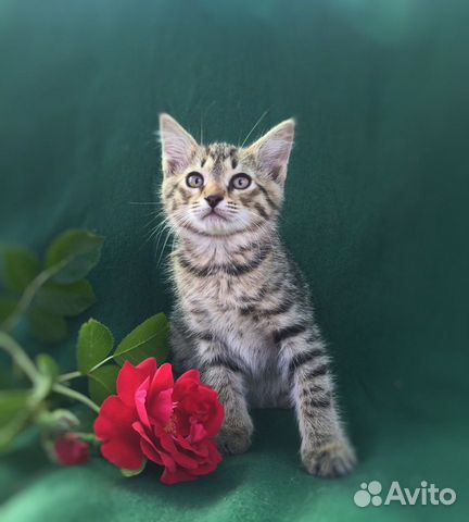 Полосатый мальчик ищет семью Полосатый мальчик ищет семью