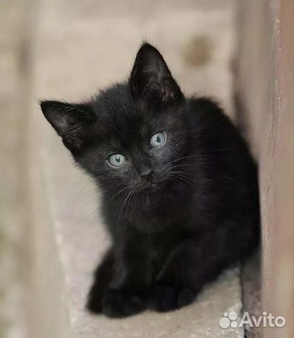 Котята, два мальчика и девочка возраст 2 месяца
