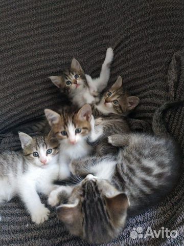 Котята Котенок Котята Котенок