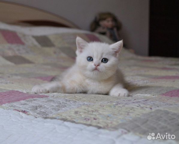 Малыш британской серебристой шиншиллы