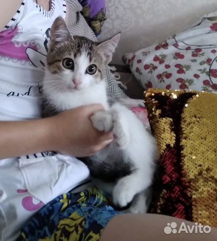 Котёнок девочка Софи 3 мес